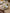 Assiette plate "Marrakesh" par lot de 6 - Collection Costa Nova